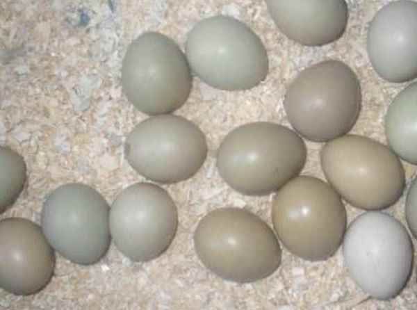 Зібрані фазанів яйця