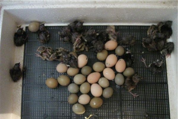 Яйця фазанів в інкубаторі