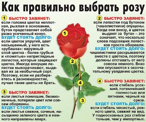 як правильно вибрати троянду