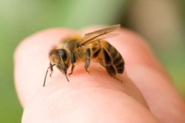 При необережному русі бджола може вжалити