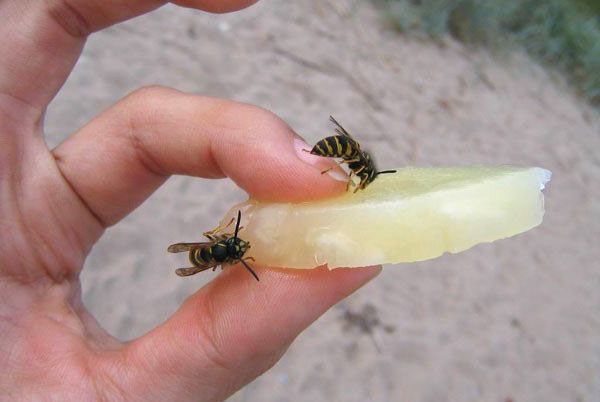 На місці укусу бджоли з'являється печіння і набряклість