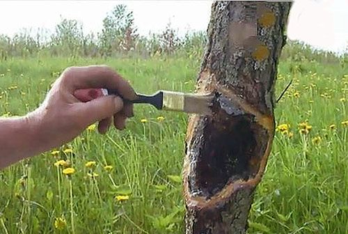 Своєчасне лікування захворювань дерева