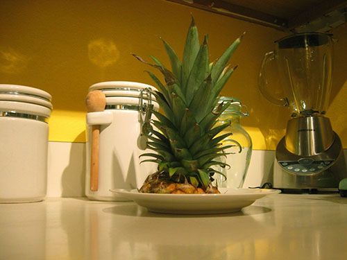 З чубка ананаса можна виростити нову рослину