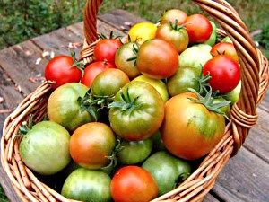 Сорти помідор для відкритого грунту