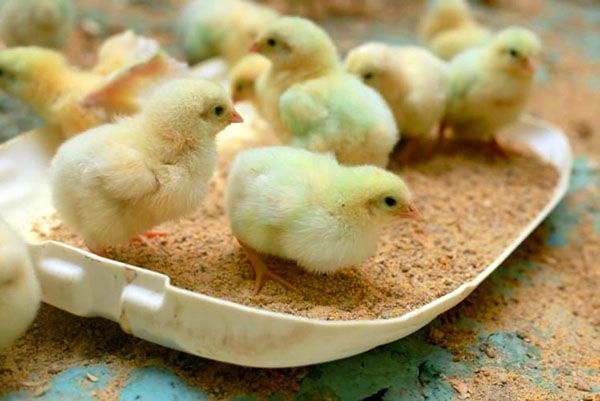 Добові курчата вміють самостійно підбирати корм