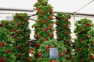 вертикальне вирощування полуниці