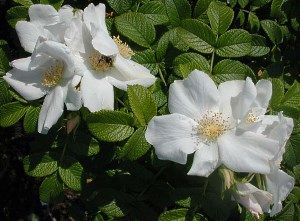 Біла зморшкувата троянда