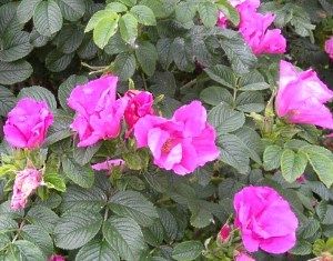 рожеві квіти зморшкуватою троянди