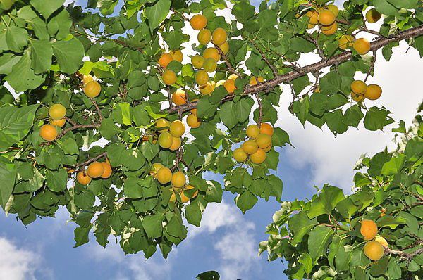 урожай абрикос в середній смузі Росії