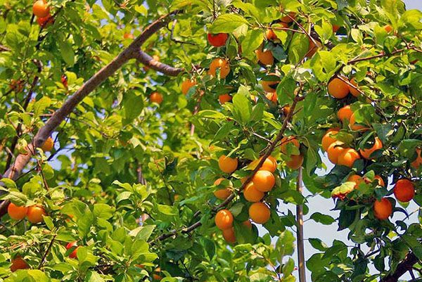абрикоси на Уралі і в Сибіру