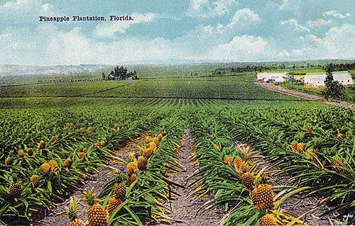 Ананасова плантація Флориди