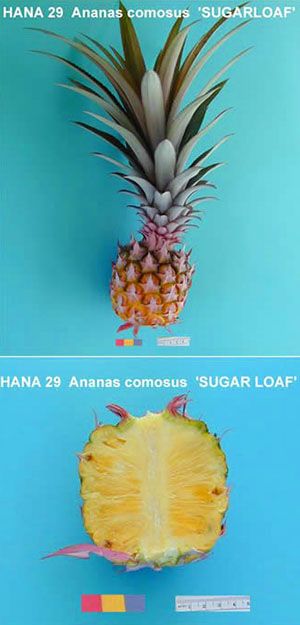 Група крупнохохолковий ананасів «Abacaxi»