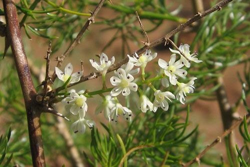 Білі квіти аспарагуса зібрані в кисті і володіють яскравим ароматом