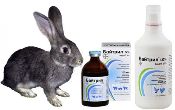 антибіотик для кроликів