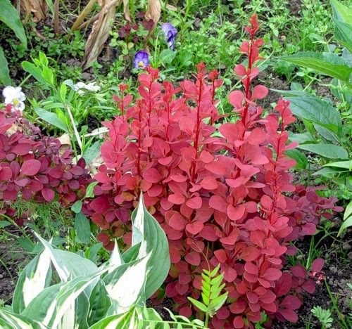 Пурпурнолістний барбарис в садової композиції