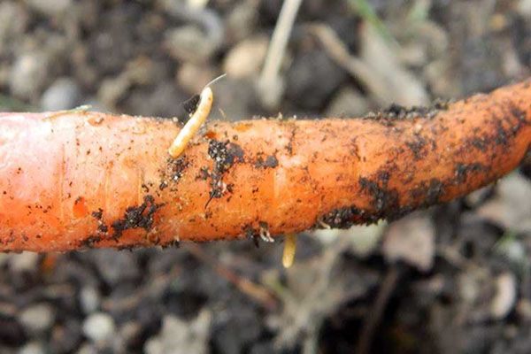 ушкодження моркви