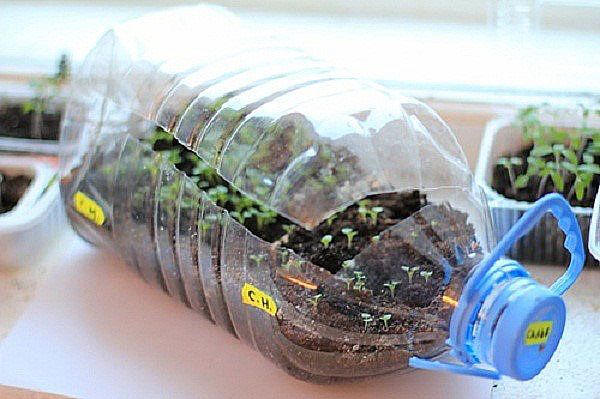 вирощування розсади у бутлях пластиковому