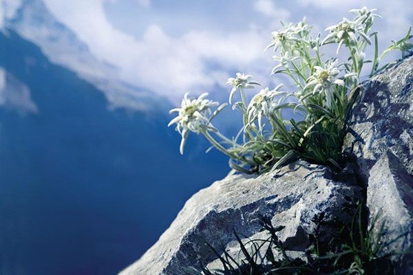 гірська квітка едельвейс
