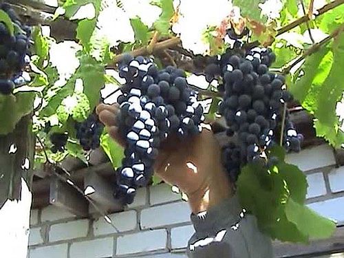 здоровий виноград