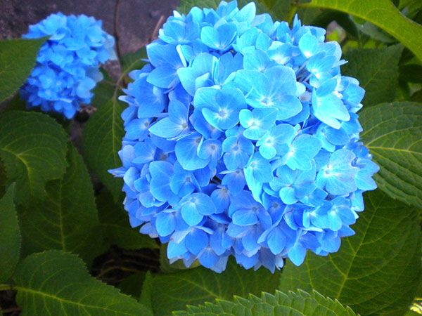 блакитні квіти гортензії
