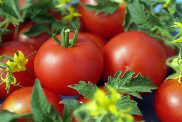 урожай томатів