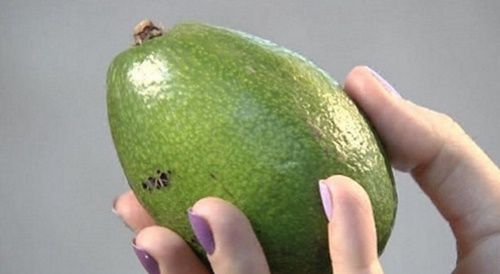 зелене авокадо