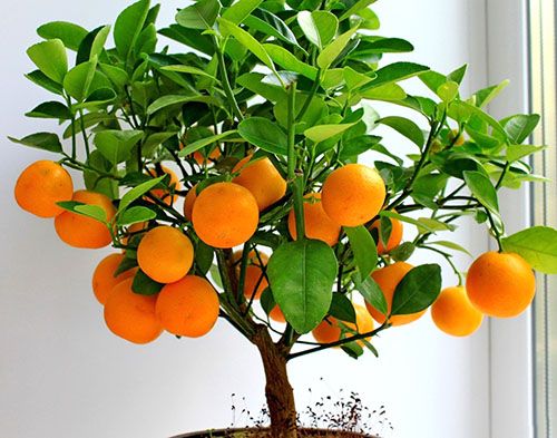 Урожай апельсин в домашніх умовах
