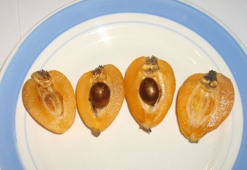 кісточки мушмули