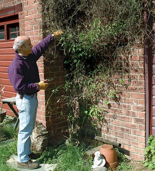 стрижка клематиса