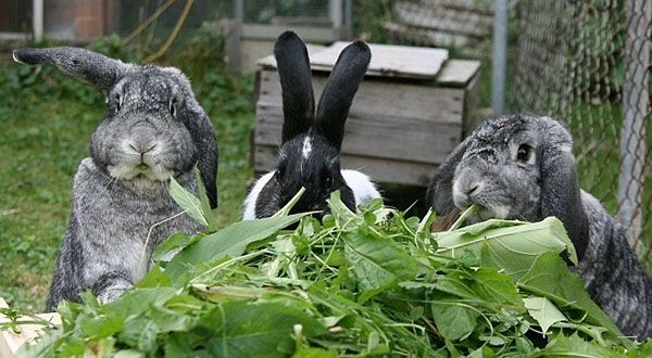 трава для кроликів
