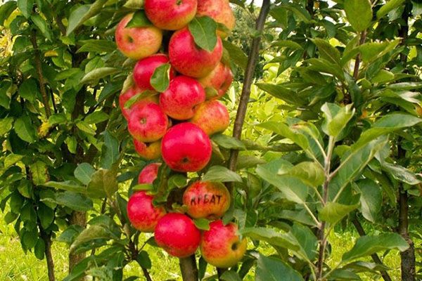 колоновидна яблуня сорту Арбат