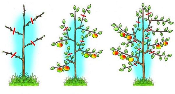схема обрізки плодових колонних дерев