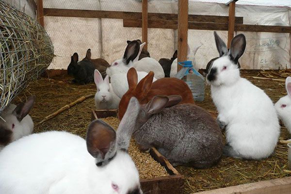Вирощування кролів у вольєрі