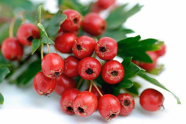 ягоди глоду корисні для організму