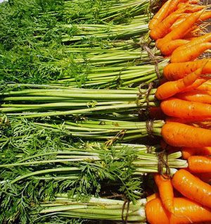 Кращі сорти моркви для дачі
