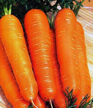 морква Нантская