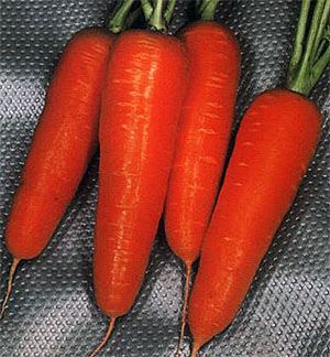 морква Вітамінна