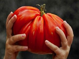 величезний помідор