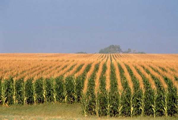 кукурудзяне поле