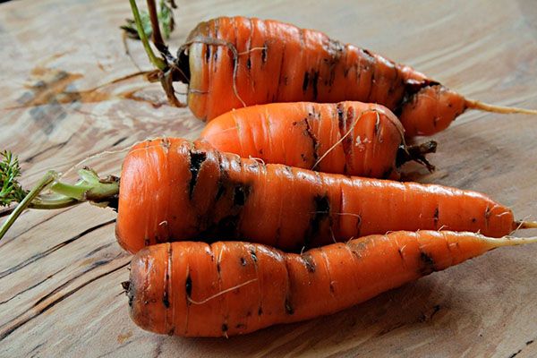 пошкоджена морква
