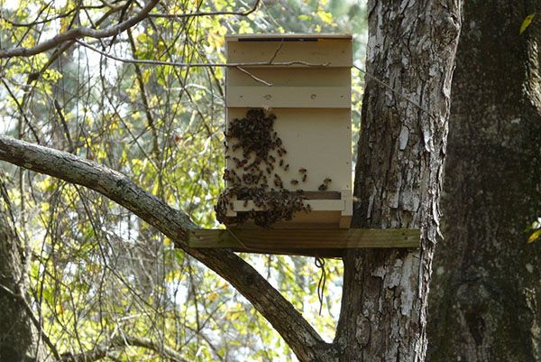 Розміщення пастки для бджіл на дереві