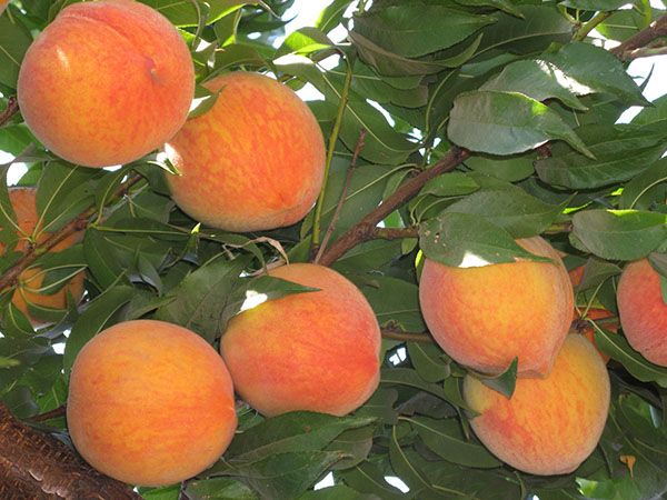 південний фрукт - персик