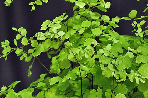 Зелень і коріння папороті знімають симптоми алкогольного та хімічного отруєння