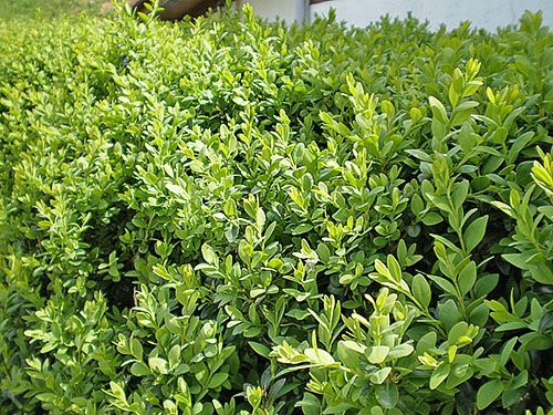 Самшит вічнозелений Buxus sempervirens