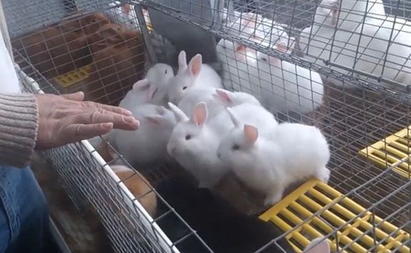 Зміст кроликів в клітинах