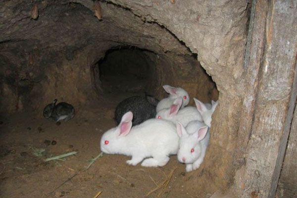 Розведення кроликів в ямі