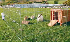 Кроликів в клітці з вольєром