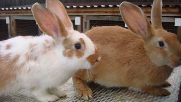 Своєчасна щеплення збереже поголів'я кроликів