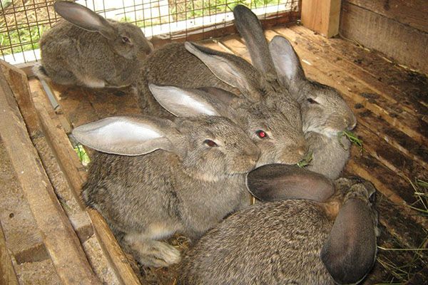 Прищеплюють кроликів в 45 денному віці