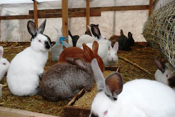 здорові кролики
